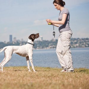 Best wireless dog training collar