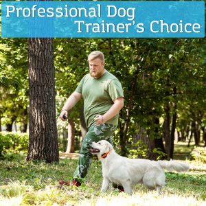 Professional dog electronic collar