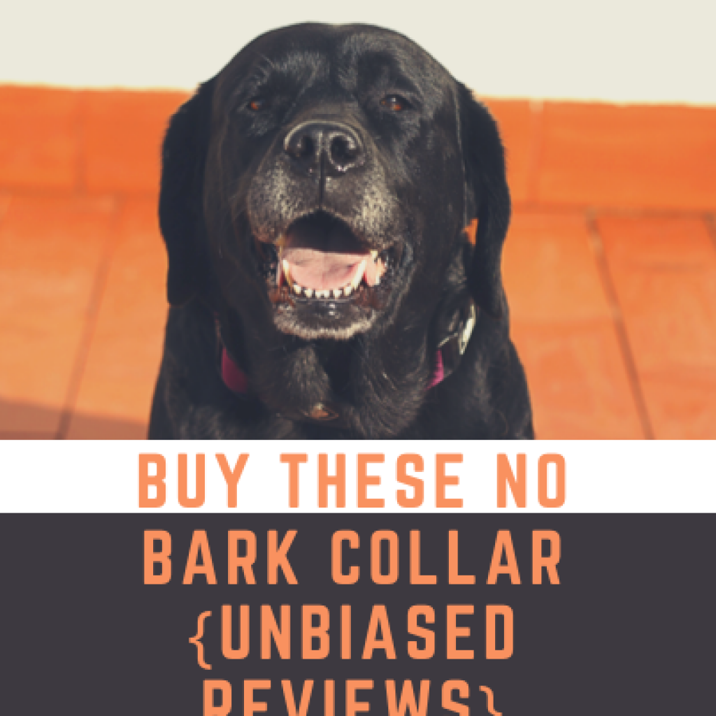 no bark collar