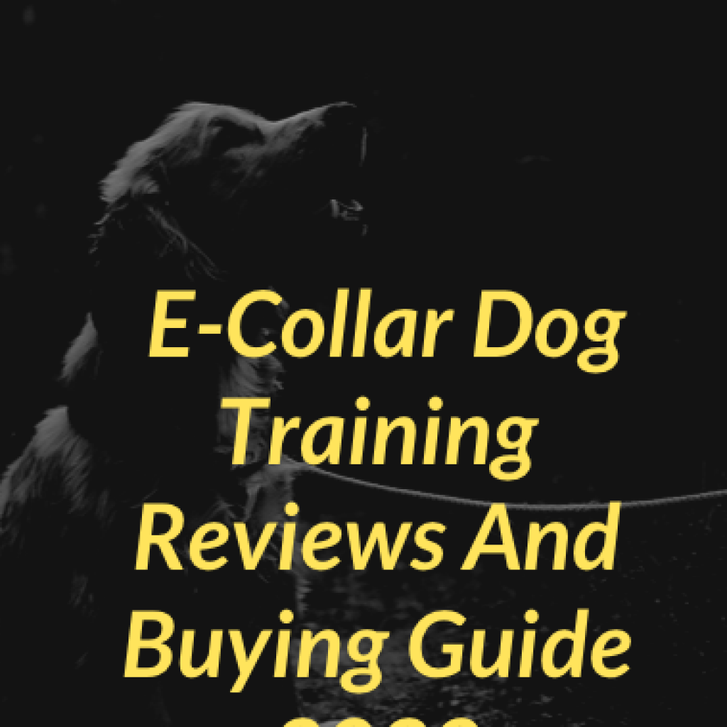 e collor dog training