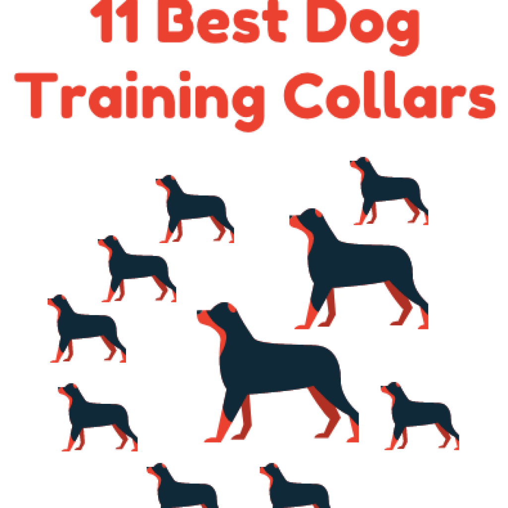 Best dog training collars