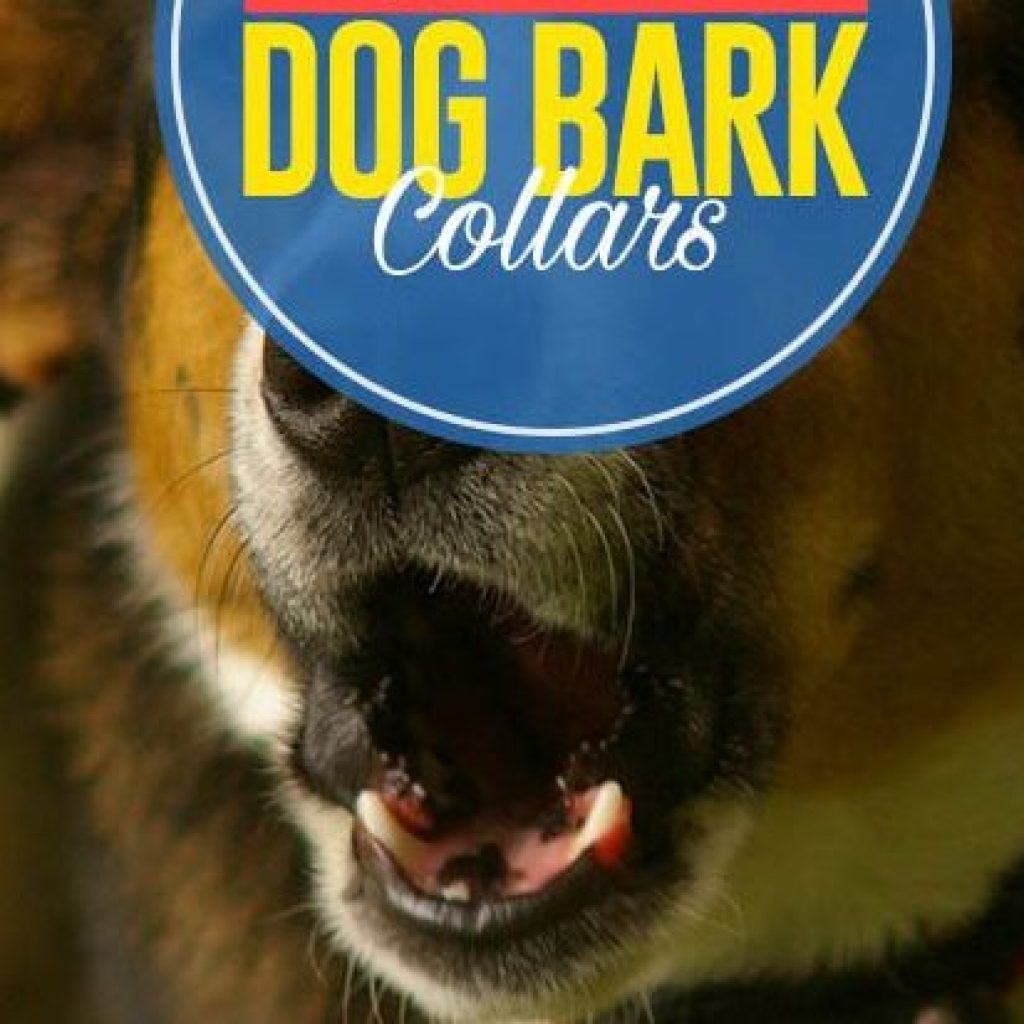 Best dog bark collar
