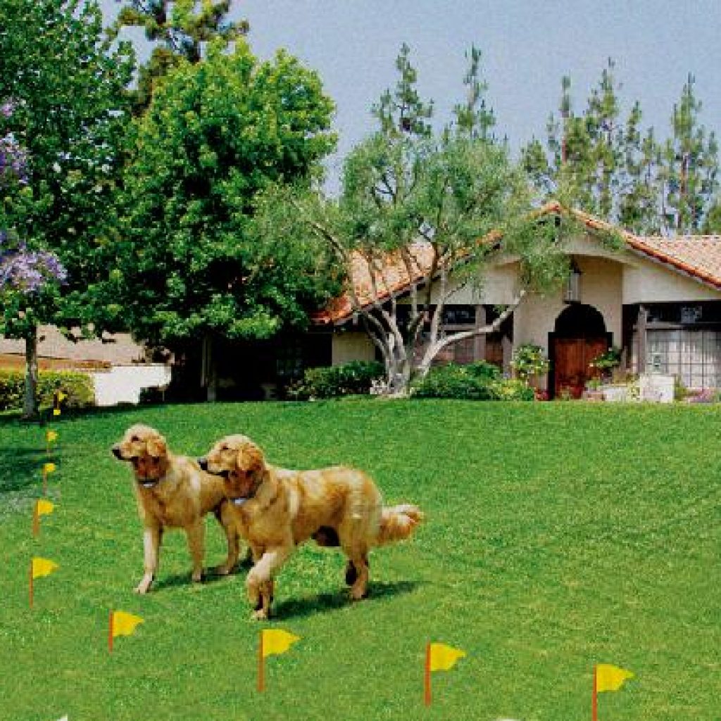 wireless-dog-training-collar