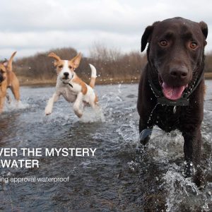 Large dog training collar