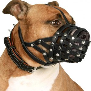 Muzzle that you should buy