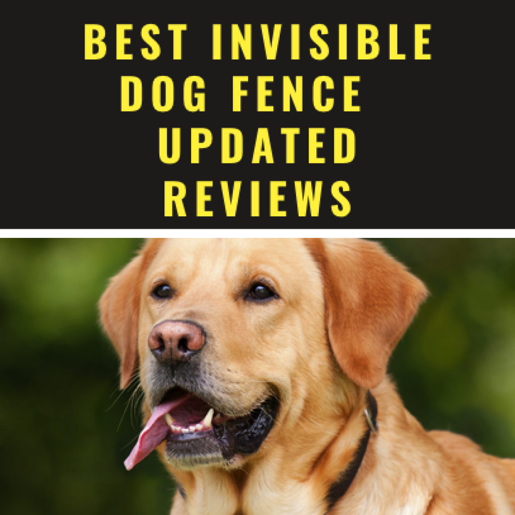 Best invisible dog fence