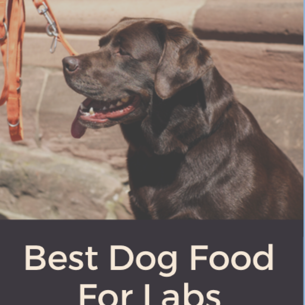 best dog food for labs