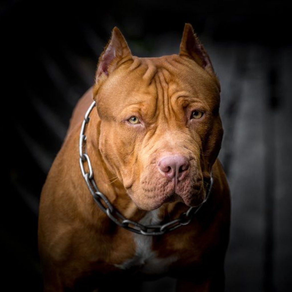tips to train your pit bull