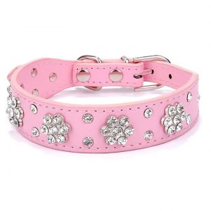 Best Dog collar