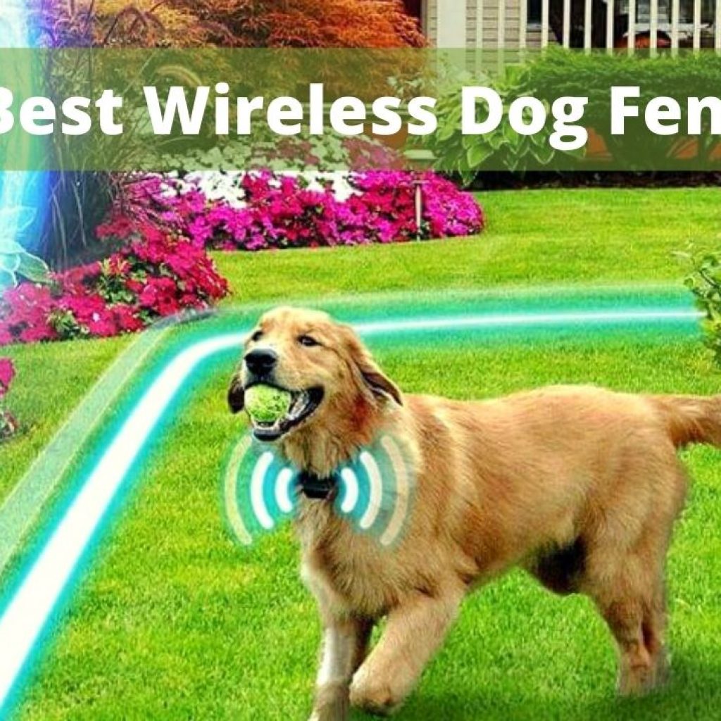 7 Best Wireless dog fence
