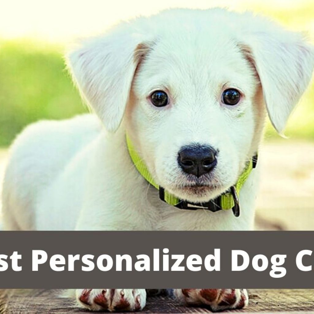 7 Best personalized dog collar