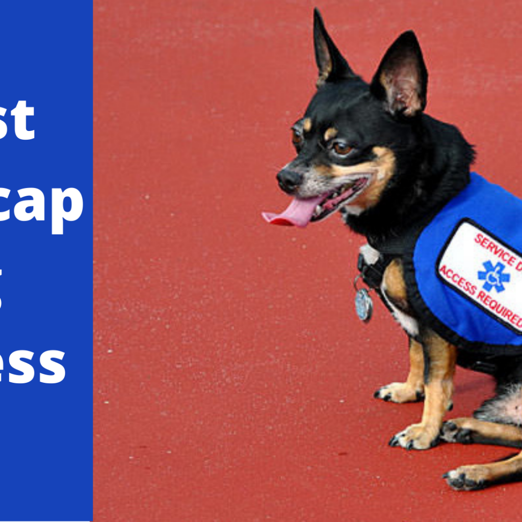 6 Best Handicap Dog Harness