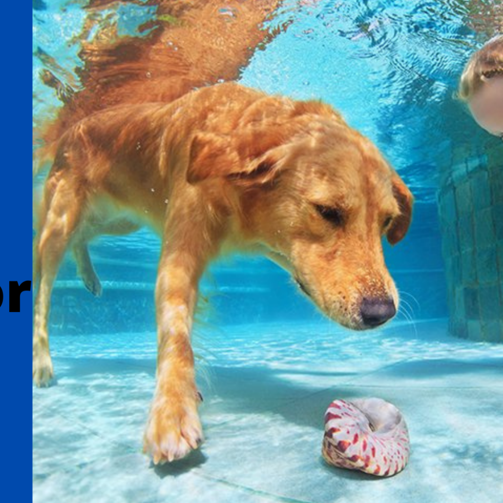 Best Dog Bath Tub For Large Breed